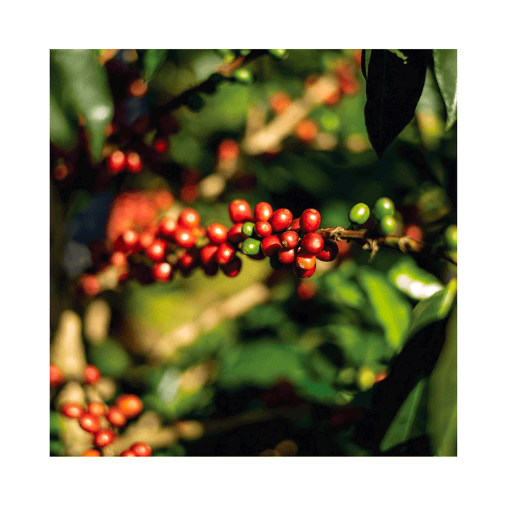 49th Parallel Swiss Water Decaf Process, 340g